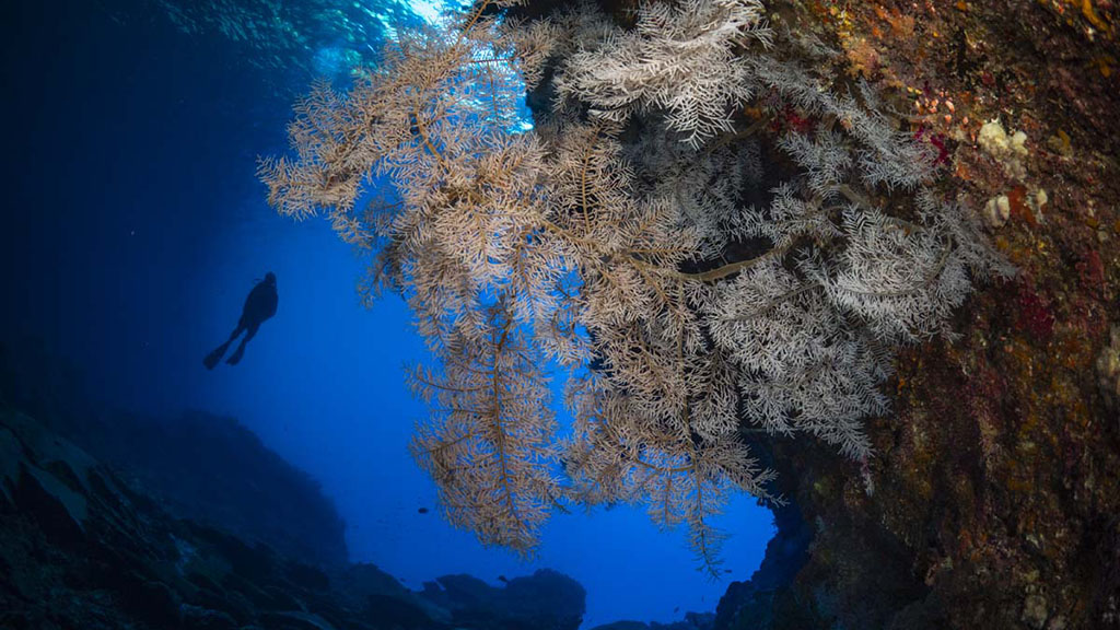 Diving Christmas Island, you’ll see colourful coral, sea caverns, sharks, mantas, dolphins and whale sharks. Our Top 10 favourite dives on the island.