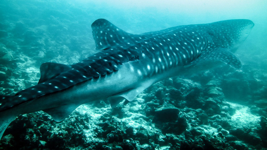 What do we know about whale sharks? Very little. Here are five of the most amazing new facts about Whale Sharks by Echidna Walkabout Tours' Janine Duffy.