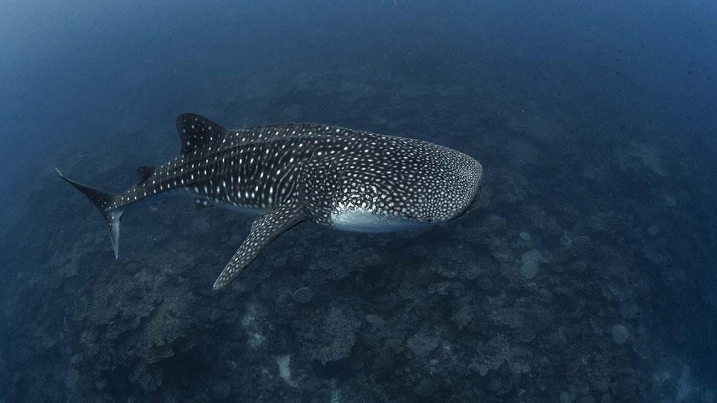 Diving Christmas Island, you’ll see colourful coral, sea caverns, sharks, mantas, dolphins and whale sharks. Our Top 10 favourite dives on the island.