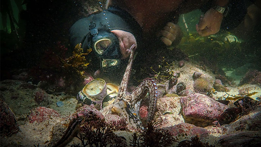 Cephalopod lovers around the world celebrate the Oscar win for My Octopus Teacher. But can you make friends with an octopus? Dr Callum Brown explains.