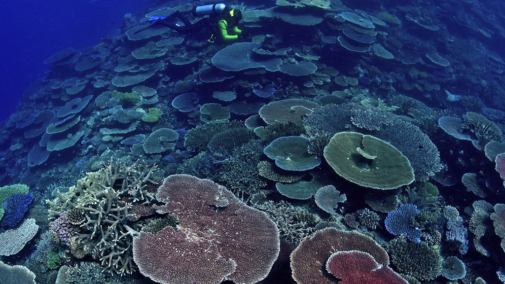 Johnny Gaskell has visited over 200 reef sites on the Great Barrier Reef over and has come with a top 10 bucket list of lesser-known reefs.