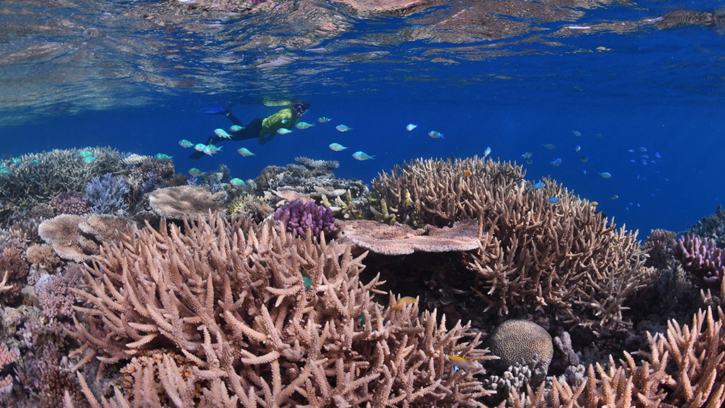 Johnny Gaskell has visited over 200 reef sites on the Great Barrier Reef over and has come with a top 10 bucket list of lesser-known reefs.