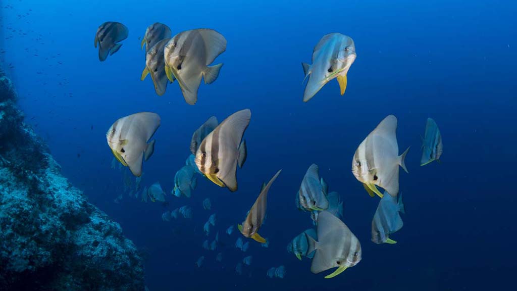 Diving Christmas Island, you’ll see colourful coral, sea caverns, sharks, mantas, dolphins and whale sharks. Our Top 10 favourite dives on the island.