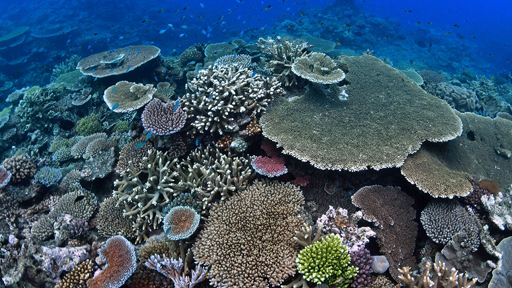 Johnny Gaskell has visited over 200 reef sites on the Great Barrier Reef over and has come with a top 10 bucket list of lesser-known reefs.