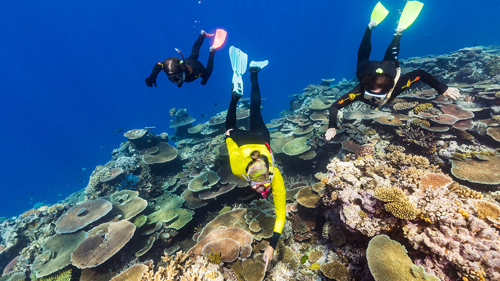 8 dives sites you should add to your Great Barrier Reef Bucket List, selected by the experts: Master Reef Guides in Cairns and Port Douglas.