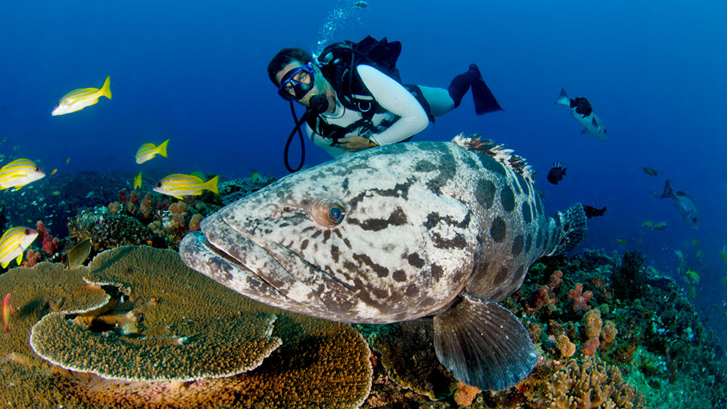 6- Best 8 Dive Sites in Cairns & Port Douglas | Best reefs for divers in Cairns- Agincourt Reef Potato Cod 8 dives sites you should add to your Great Barrier Reef Bucket List, selected by the experts: Master Reef Guides in Cairns and Port Douglas.