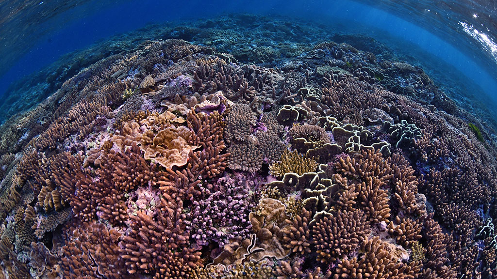 Johnny Gaskell has visited over 200 reef sites on the Great Barrier Reef over and has come with a top 10 bucket list of lesser-known reefs.