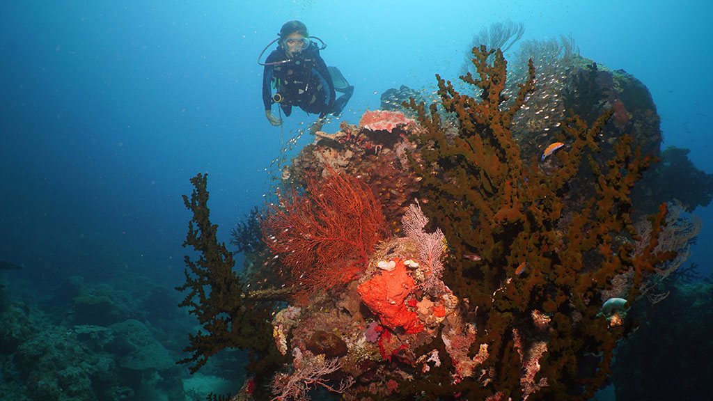 8 dives sites you should add to your Great Barrier Reef Bucket List, selected by the experts: Master Reef Guides in Cairns and Port Douglas.