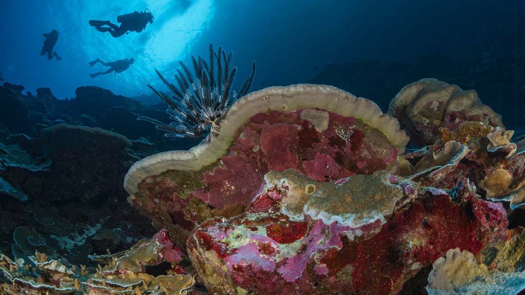 Diving Christmas Island, you’ll see colourful coral, sea caverns, sharks, mantas, dolphins and whale sharks. Our Top 10 favourite dives on the island.