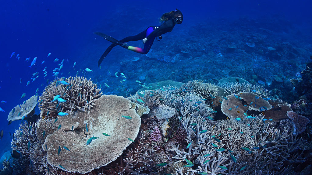 Johnny Gaskell has visited over 200 reef sites on the Great Barrier Reef over and has come with a top 10 bucket list of lesser-known reefs.