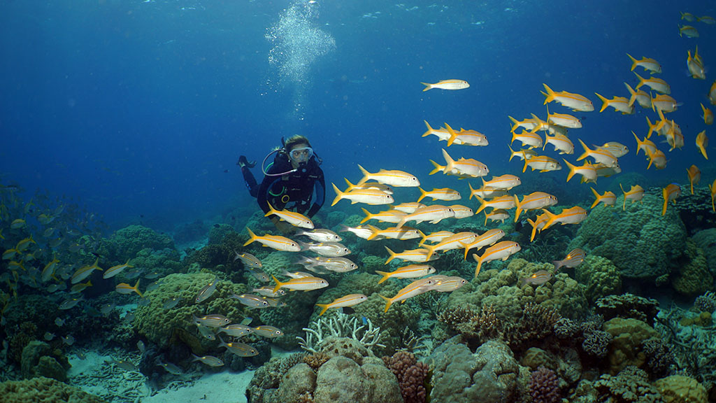 8 dives sites you should add to your Great Barrier Reef Bucket List, selected by the experts: Master Reef Guides in Cairns and Port Douglas.