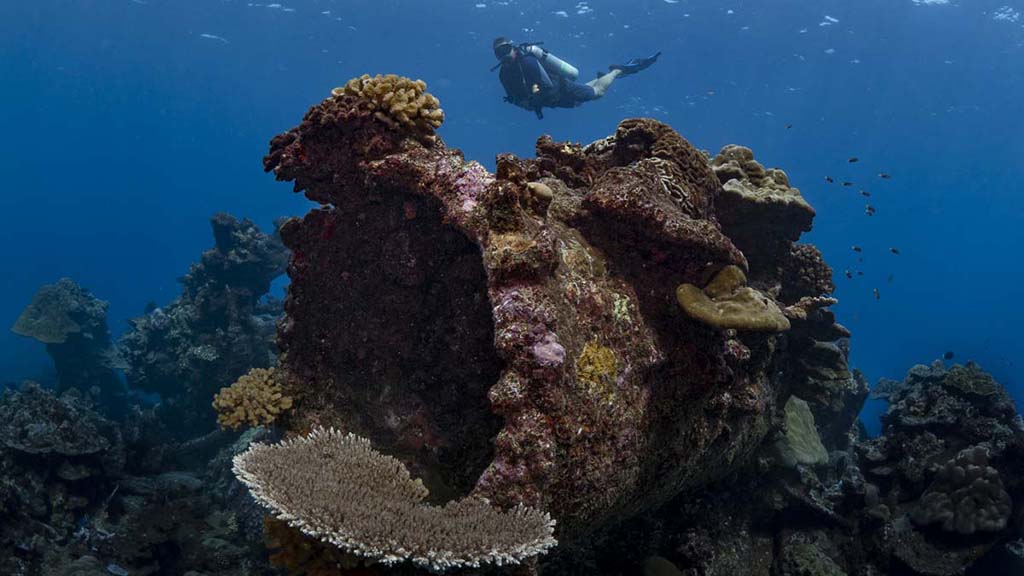 Diving Christmas Island, you’ll see colourful coral, sea caverns, sharks, mantas, dolphins and whale sharks. Our Top 10 favourite dives on the island.