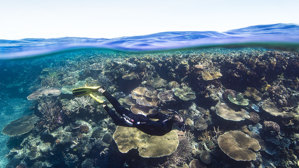 Here are 10 ways that travellers can help nurture the Great Barrier Reef, both from the comfort of home, and the next time you travel to the reef.