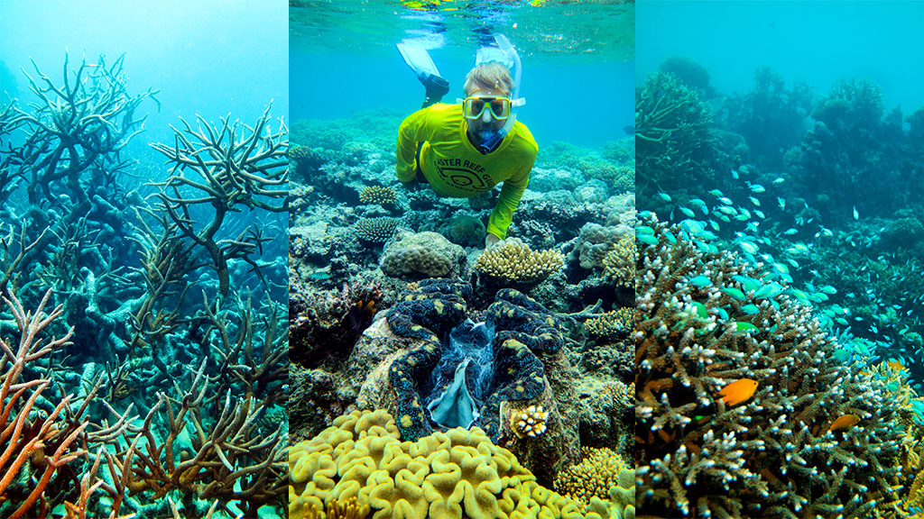 8 dives sites you should add to your Great Barrier Reef Bucket List, selected by the experts: Master Reef Guides in Cairns and Port Douglas.