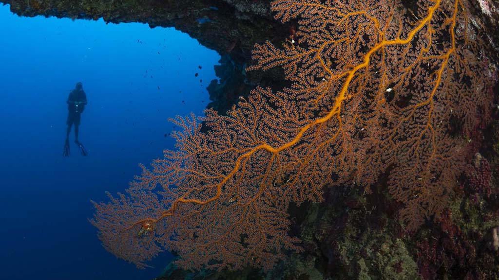 9 Diving Christmas Island | Our Top 10 Best Dives on Christmas Island Diving Christmas Island, you’ll see colourful coral, sea caverns, sharks, mantas, dolphins and whale sharks. Our Top 10 favourite dives on the island.