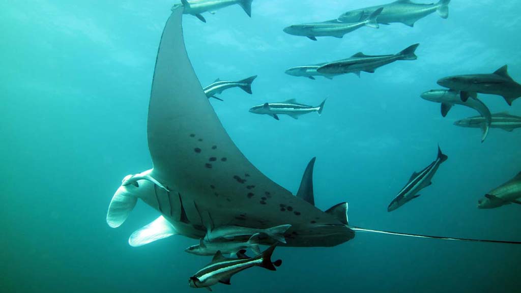 Some of the best manta encounters can be had in places you least expect. Here’s our pick of Australia's Best 5 Secret Manta Sites.