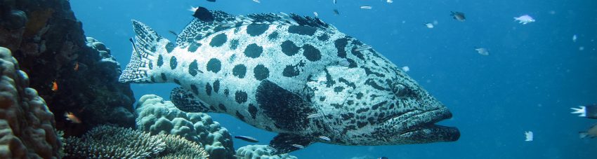 Ribbon Reefs potato cod