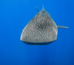 With the red crab migration come the whale sharks on Christmas Island . Managed to swim with this beautiful creature fo…    