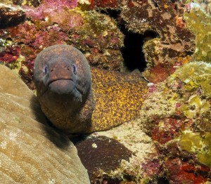Friendly eel popping out of its home at the drop off near the Fuel Boys, Christmas Island     