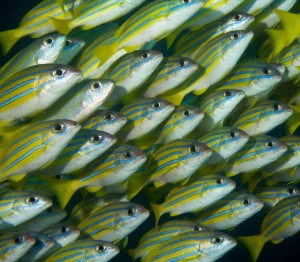 Wonderful experience swimming over pristine reef and being surrounded by a school of blue striped snapper.    