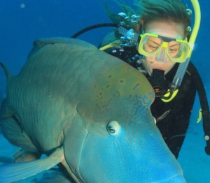 Wednesday humphead wrasse day    