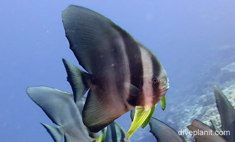 Roundfin Fish Rounded Batfish (Platax orbicularis) CKI