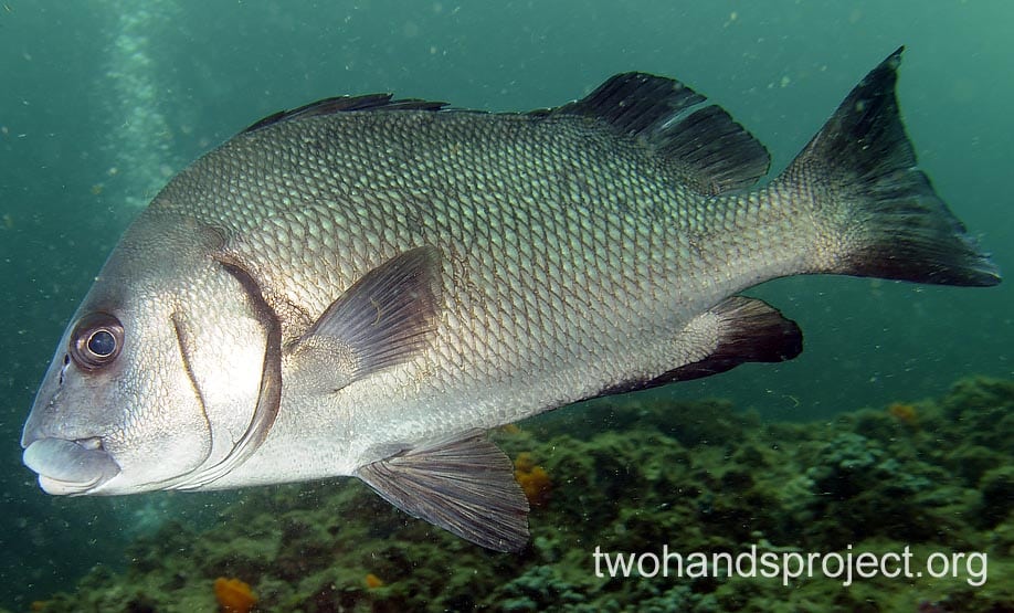 Brown Sweetlips (Plectorhinchus gibbosus) GBR