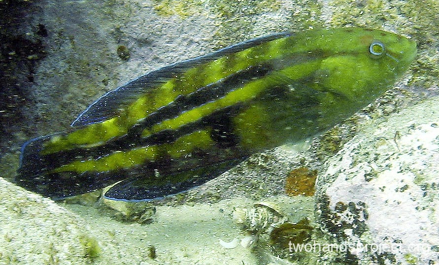 Senator Wrasse (Pictilabrus laticlavius) NSW