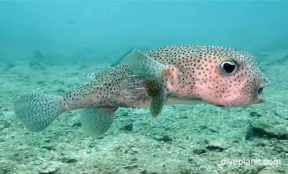 Prodip Fish Common Porcupinefish (Diodon Hystrix) KPP