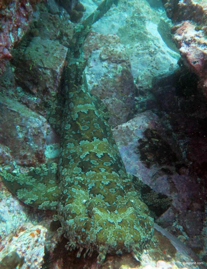 Buchanan’s Wall South Solitary Island Dive Guide Coffs Harbour NSW