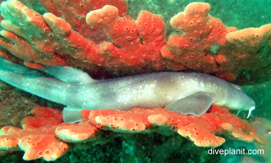 Blind Shark (Brachaelurus waddi) NSW