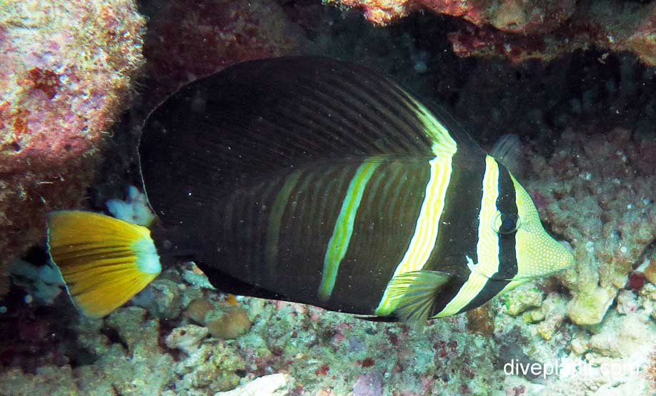 Pacific Sailfin Tang (Zebrasoma veliferum) GBR