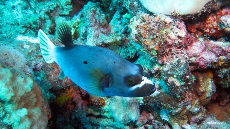 Bonzer Wreck, Hideaway Island Resort, Port Vila, Vanuatu