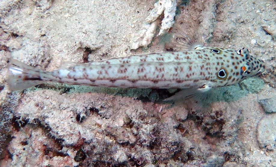 Spothead Grubfish (Parapercis clathrata) THL