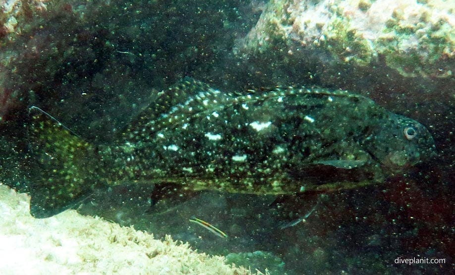 Rock Cale (Crinodus lophodon) SYD