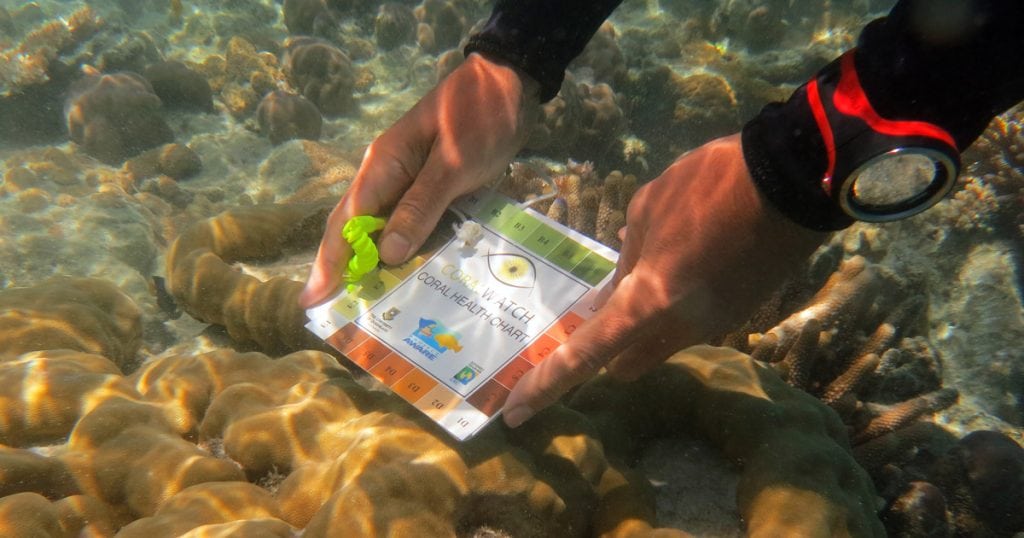Is the Great Barrier Reef dead? What can we do globally to save the Reef?