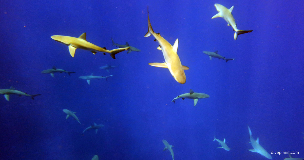 Ball’s Pyramid Lord Howe Island Dive Site NSW Australia