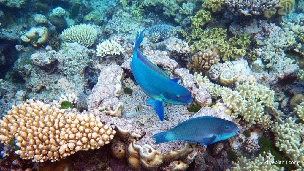 Ribbon Reef 9 on the Great Barrier Reef Queensland