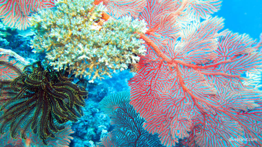 Diving Sea Fan City dive site, Kuata, Yasawa Islands, Fiji