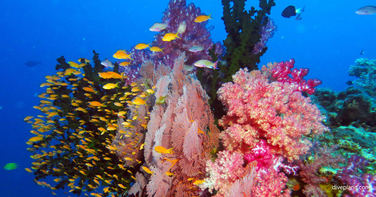 Bligh Waters Fiji Map Bligh Water Diving Resorts & Liveaboards | Diving Fiji