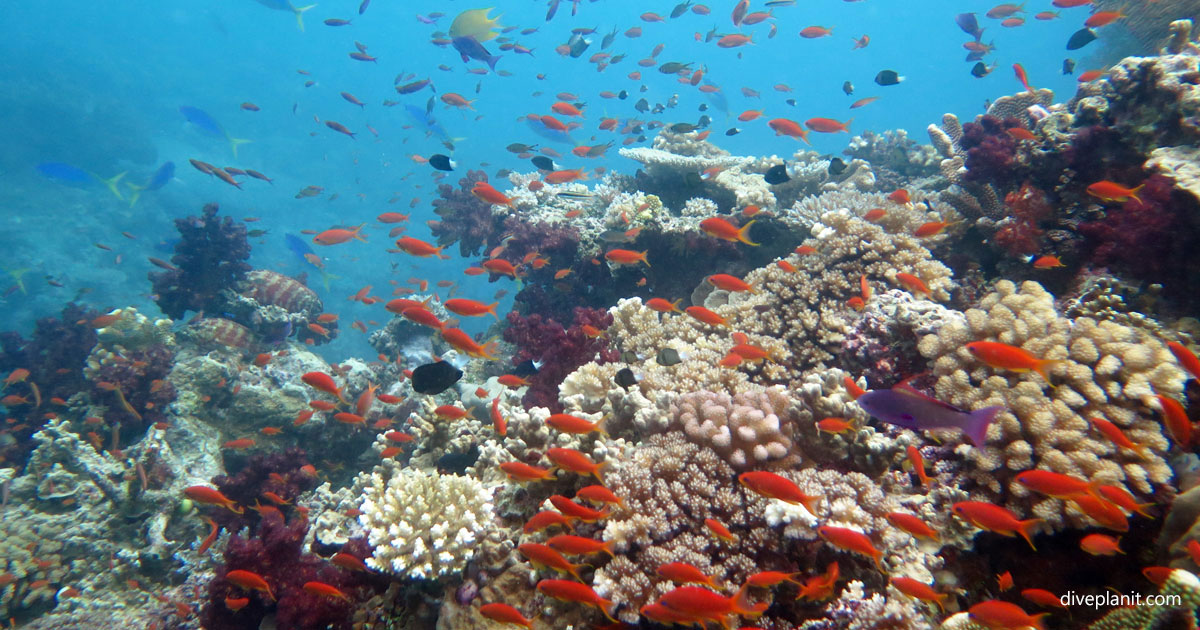 Fantasea Dive Site, Beqa Lagoon, Fiji