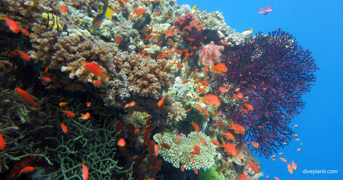 Savusavu Scuba Diving Resorts & Liveaboards | Diving Fiji