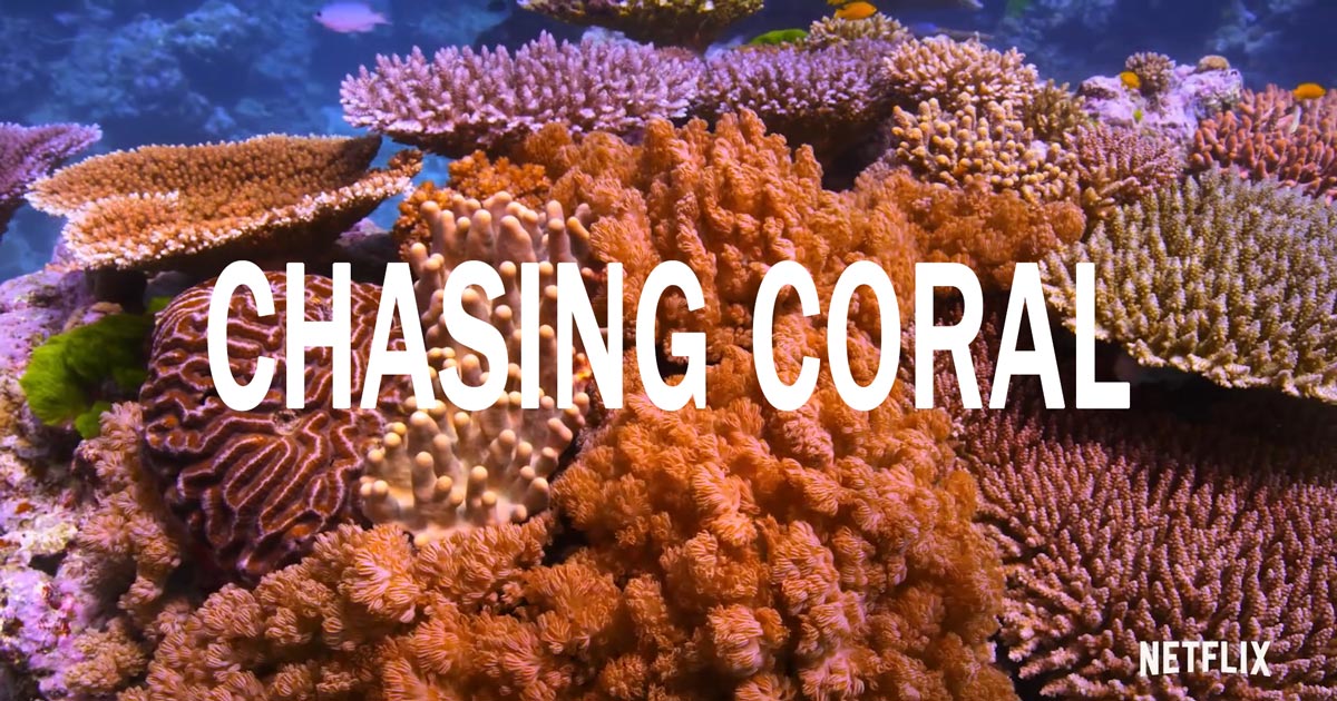 Chasing Coral connecting coral bleaching to climate change