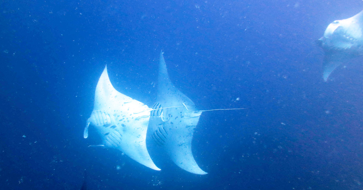 How the Great Barrier Reef’s iconic Great Eight species mate