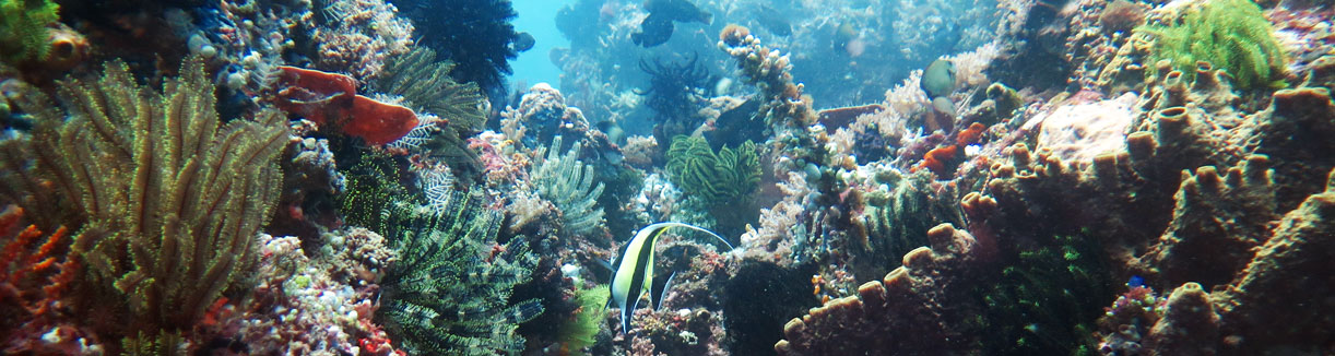 In Ibu's Secret Garden – diving North Sulawesi Indonesia