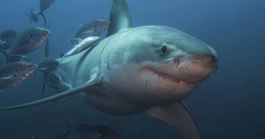 Rodney Fox Shark Expeditions cage diving with great white sharks