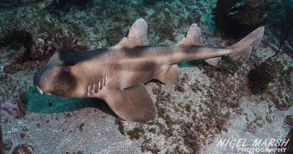 Shore Diving Merimbula Wharf on NSW's temperate south coast