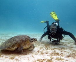 Siaba Besar Labuan Bajo with turtles and vibrant coral reefs