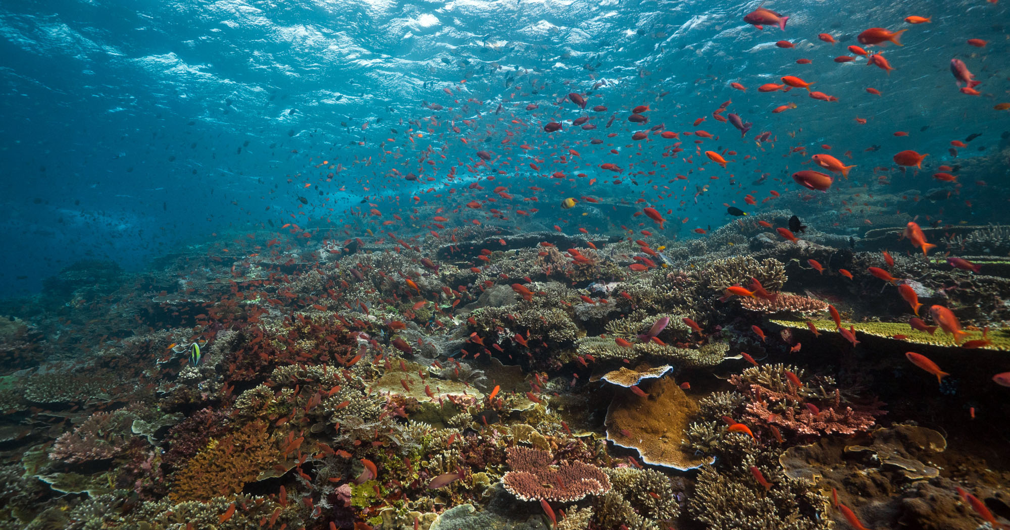 Pristine Coral Reefs and Adrenalin Diving found: Komodo's Coral Reefs