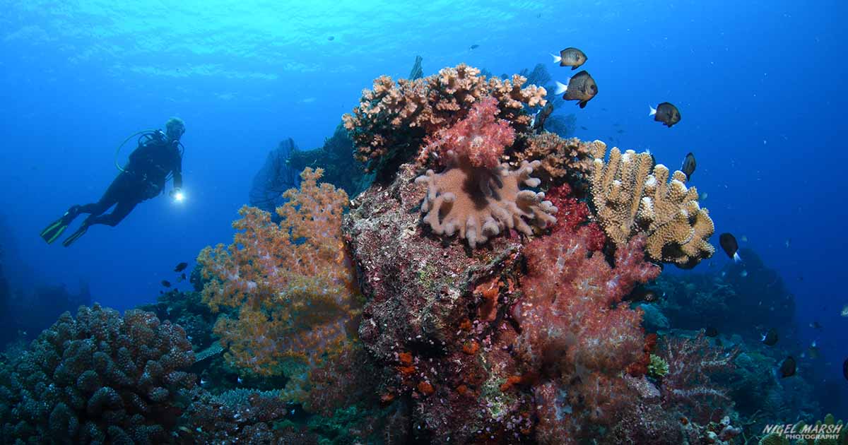 The wonderful, but forgotten, reefs of Beqa Lagoon, Fiji